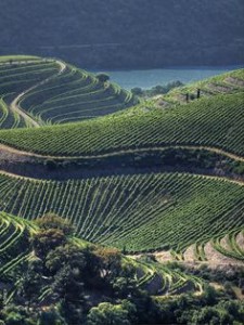 Douro - The Portuguese Wine